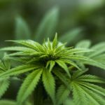 米国の嗜好用大麻合法化が10代の大麻利用率を押し下げる効果