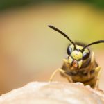 スズメバチは日本で最もポピュラーな昆虫食材だった